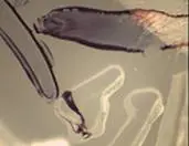 inspecting defects on a clear part