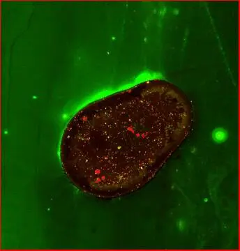 a zoomed in view of a cell for measurement