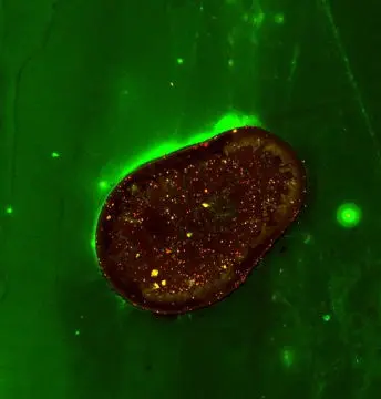 a zoomed in view of a cell for measurement