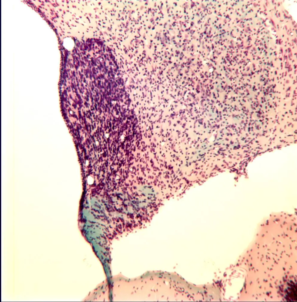 high-magnification and hi-resolution inspection of biological samples with VisionGauge